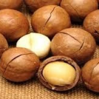 Macadamia Nuts