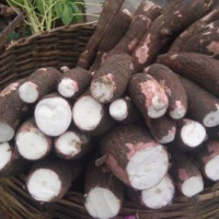 fresh cassava