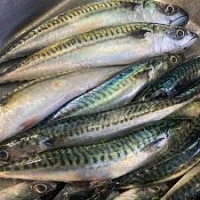 Mackerel Fish