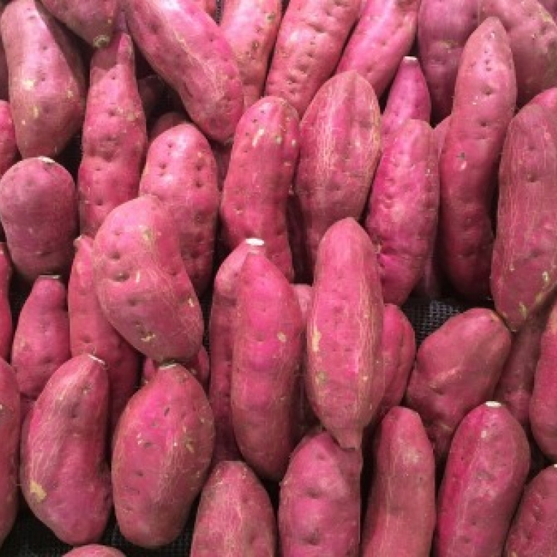 Fresh sweet potatoes