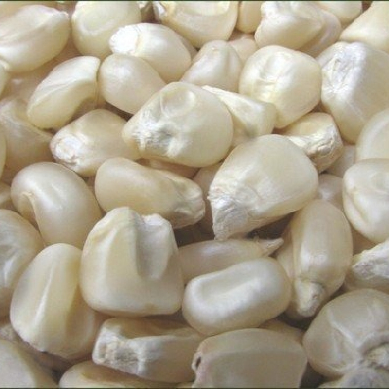 White corn