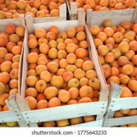 Apricots